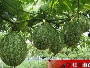 娱乐圈吃瓜小妹子直播爆料全记录:从入门到热辣内幕揭秘